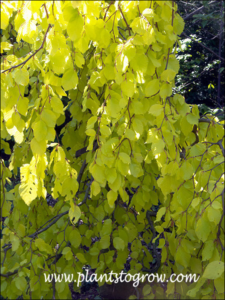 The weeping branches and yellow foliage (May 18)